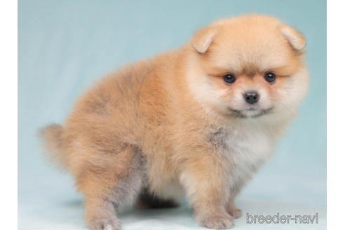 成約済の東京都のポメラニアン-203767の3枚目